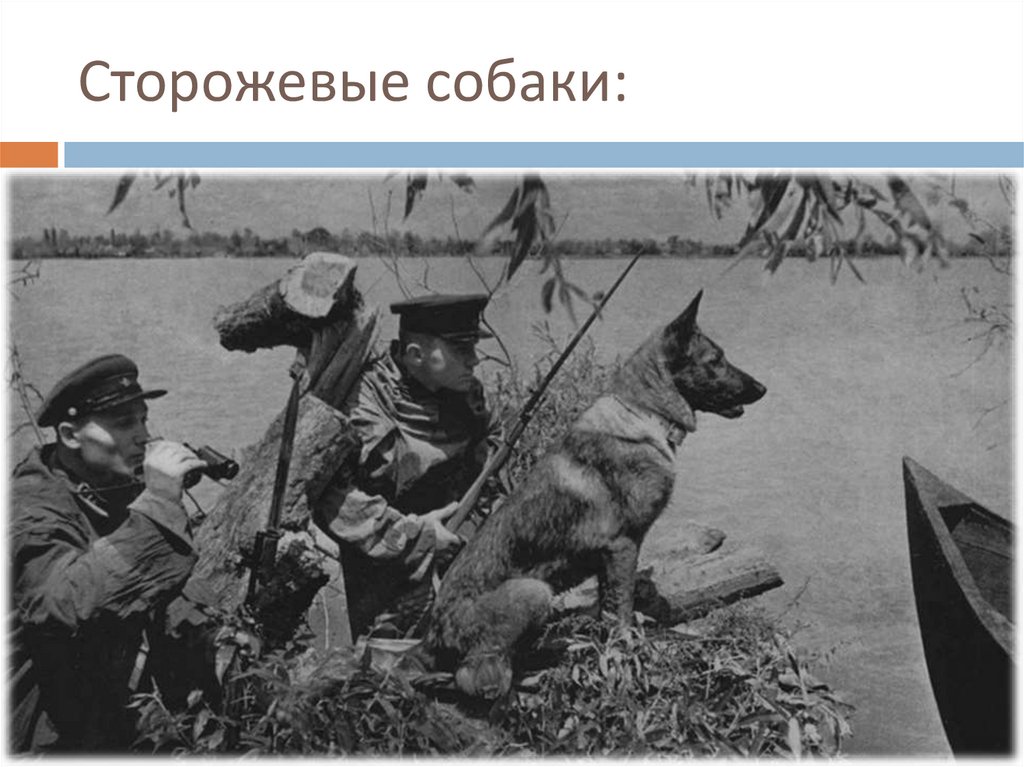 Сторожевые собаки: