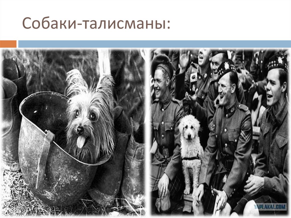 Собаки-талисманы: