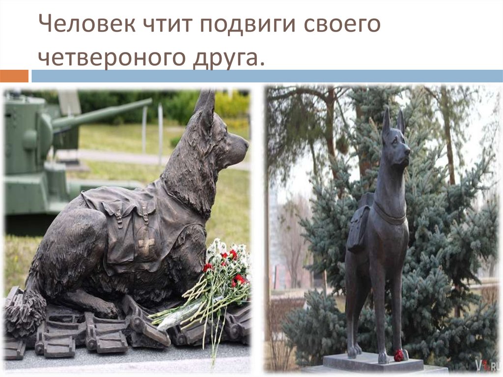 Человек чтит подвиги своего четвероного друга.