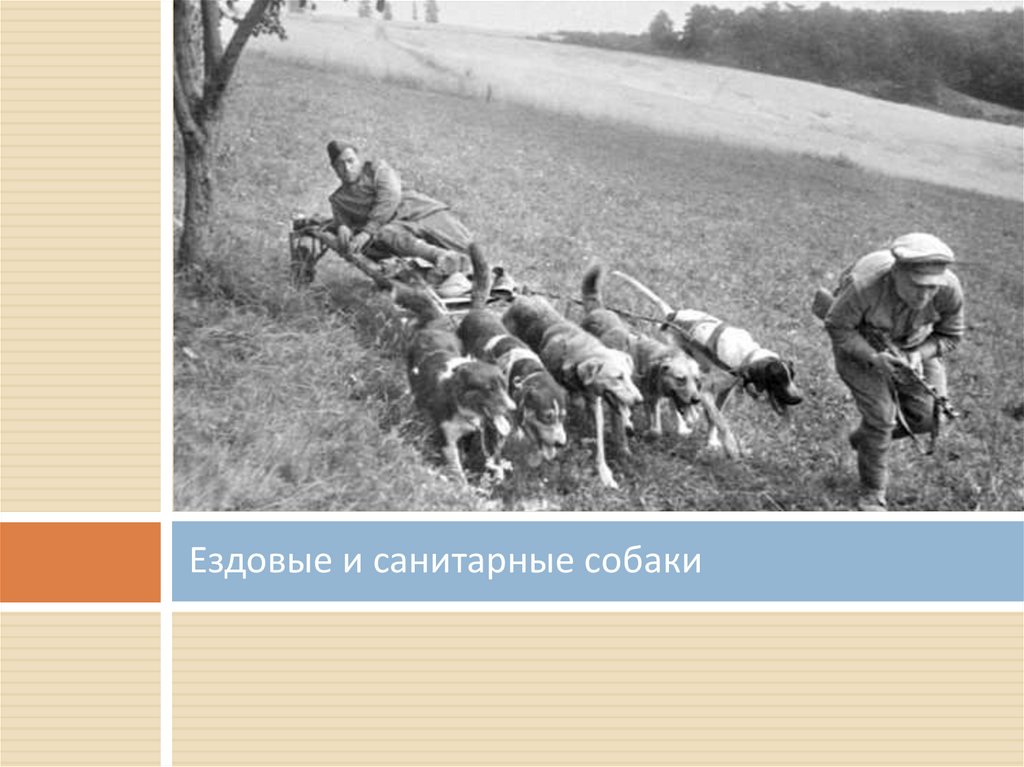 Ездовые и санитарные собаки