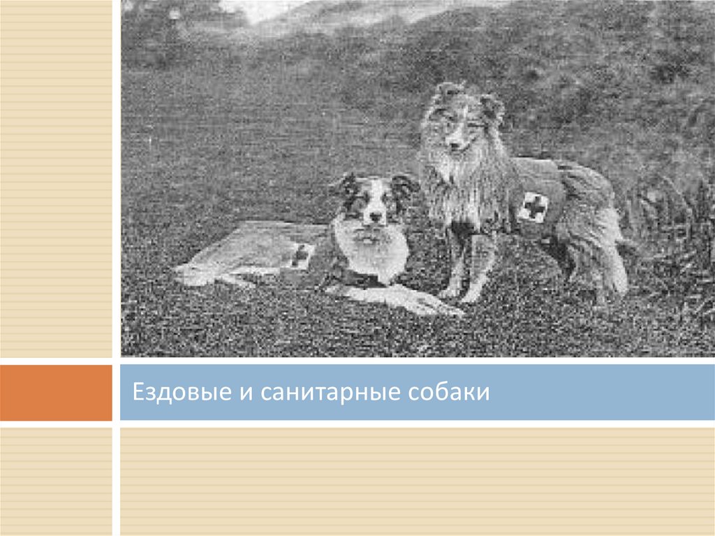 Ездовые и санитарные собаки