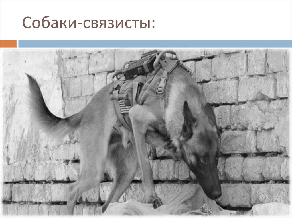 Собаки-связисты: