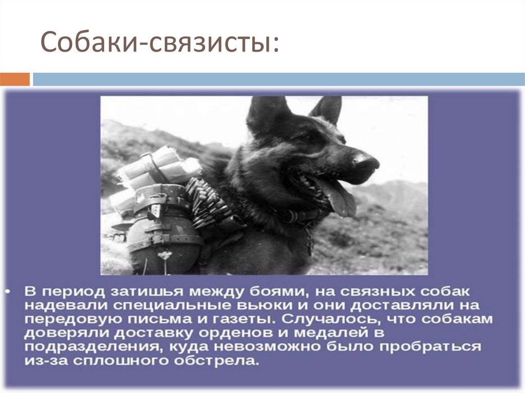 Собаки-связисты: