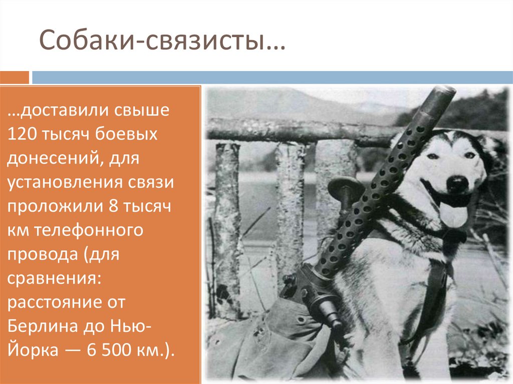 Собаки-связисты…