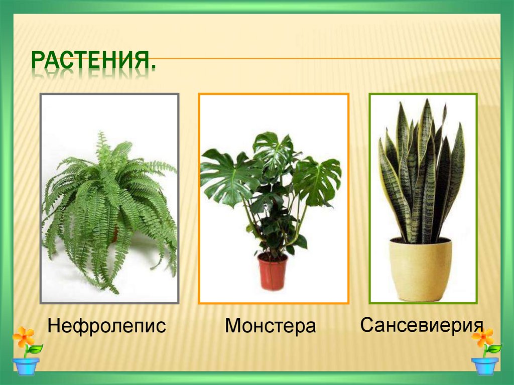 Декоративные комнатные растения презентация