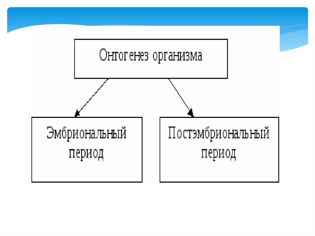 Индивидуальное развитие человека