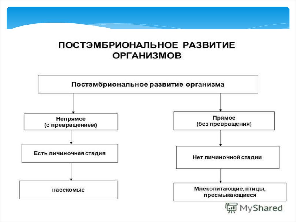 Индивидуальное развитие это