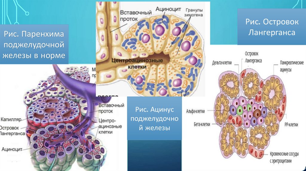 Образование паренхимы. Панкреатический ацинус. Ацинус поджелудочной железы. Серозные ацинусы это. Паренхима поджелудочной железы.