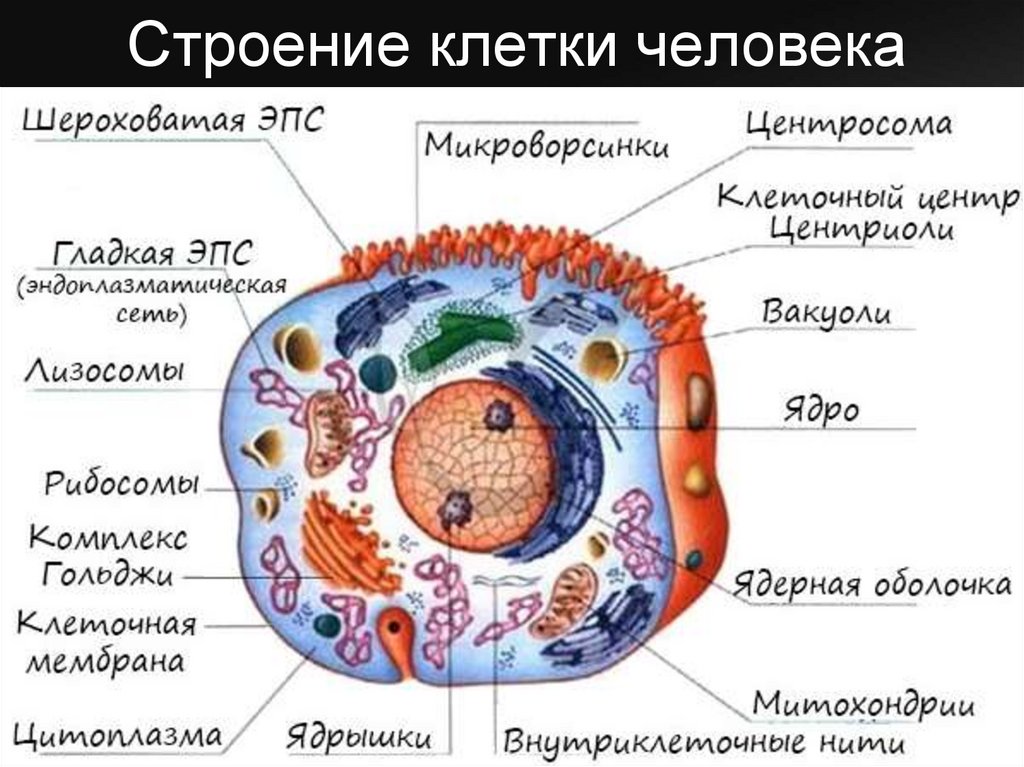 Клетка пояснение. Структура клетки человека. Строение человеческой клетки. Схема строения клетки человека. Схема строения человеческой клетки.