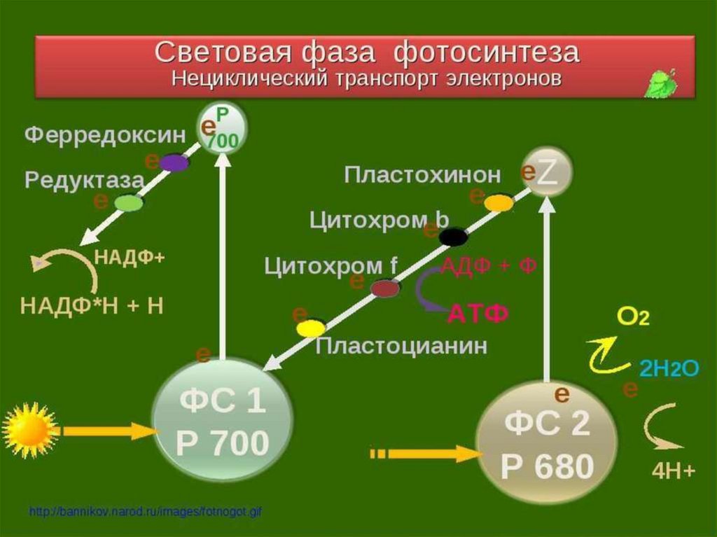 Фотосинтез электроны. Световая фаза фотосистема 2. Световая фаза фотосистема 1. Фотосинтез фотосистемы 1 и 2. Световая фаза фотосинтеза фотосистемы 1 и 2.