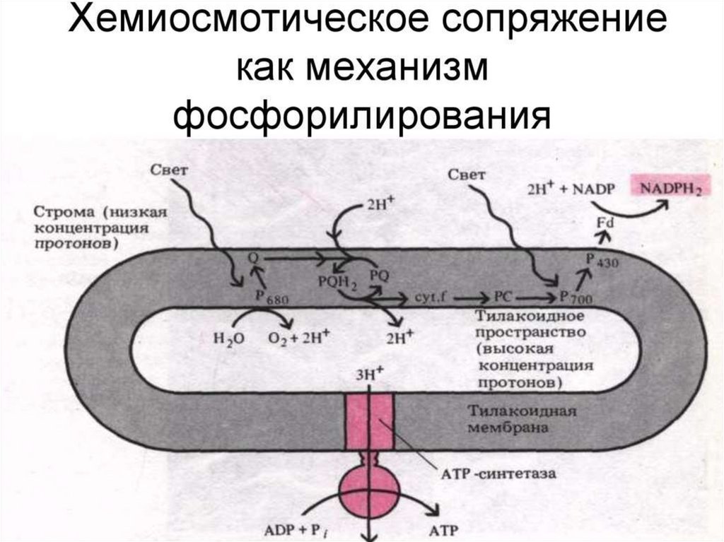 Биохимическая система которая обладает наибольшей окислительной способностью. Хемиосмотическая теория окислительного фосфорилирования. Механизм окислительного фосфорилирования схема. Теория Митчелла окислительное фосфорилирование. Хемиосмотическое сопряжение.