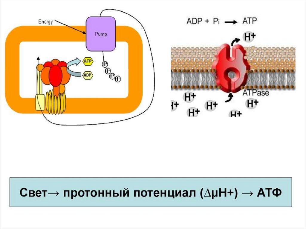 Протонный градиент. Протонный потенциал. Протонный электрохимический потенциал. Электрохимический протонный градиент. Химизм фотосинтеза.