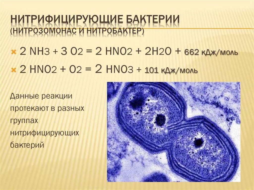 Организмы хемосинтетики. Хемосинтезирующие бактерии железобактерии. 2. Нитрифицирующие бактерии. Нитрифицирующие бактерии нитрозомонас. Хемосинтез нитрифицирующих бактерий.