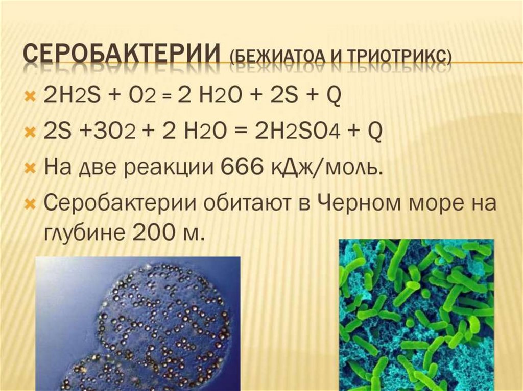 Организмы способные к фото или хемосинтезу относят к