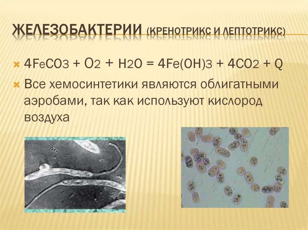 Хемосинтез бактерий