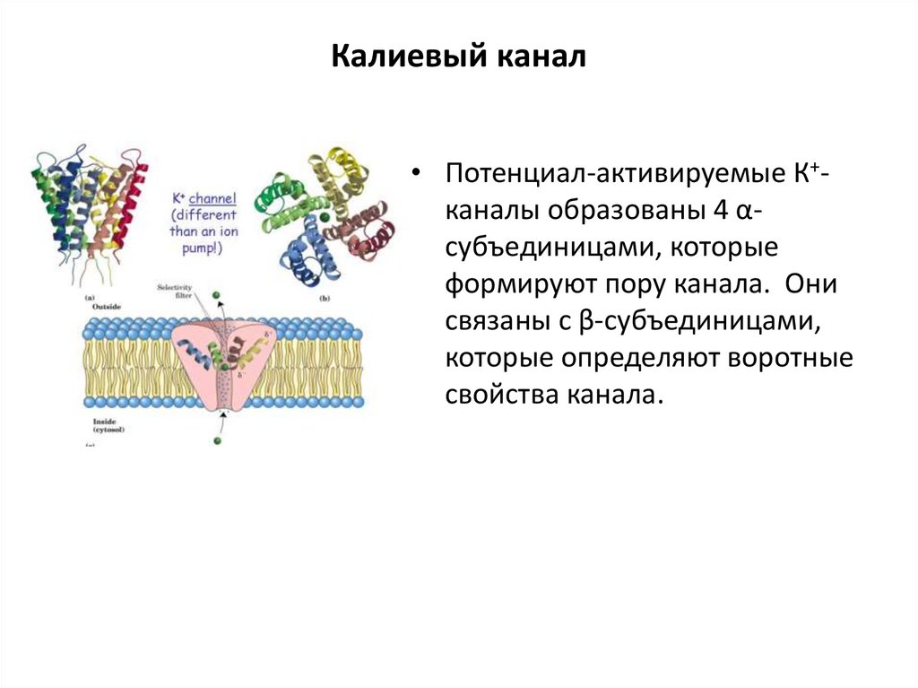 Оболочка строение и значение