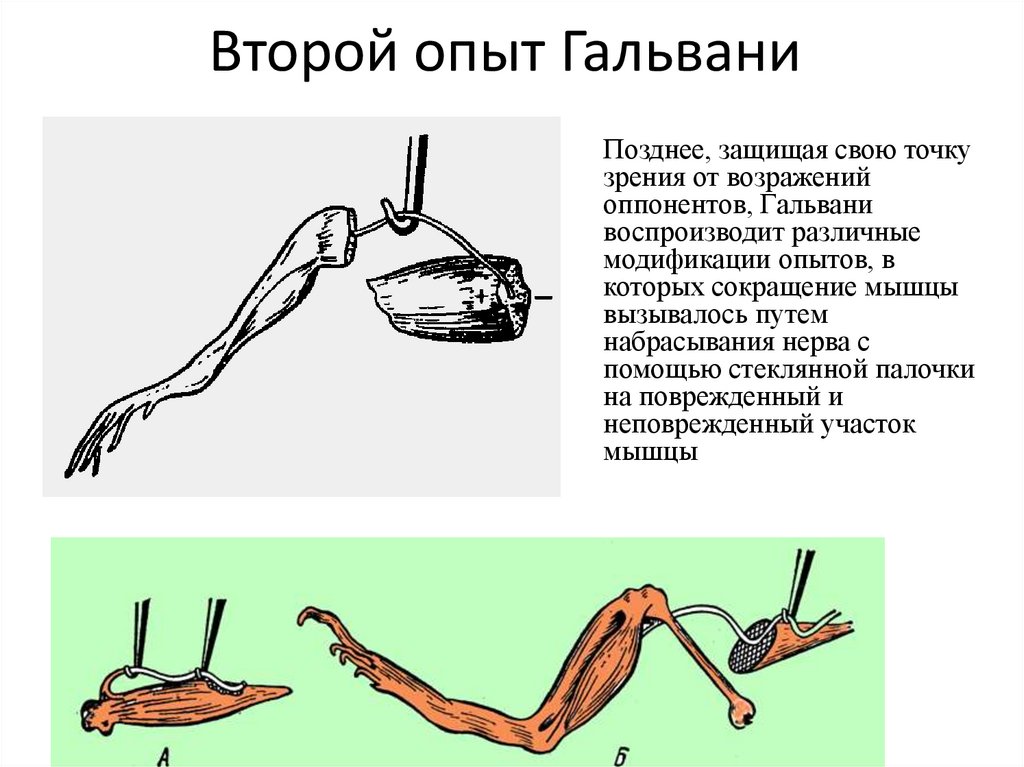 Схема первый опыт гальвани