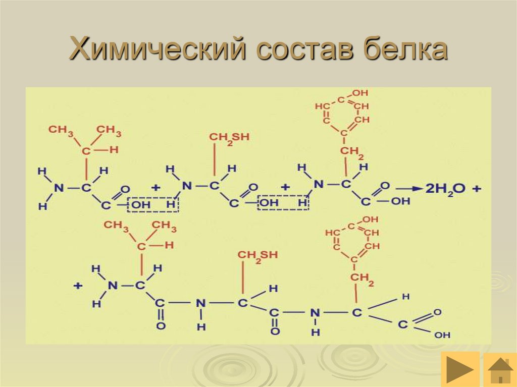 Элементы белков. Белки их химический состав. Белки: состав, структура в химии. Формула яичного белка. Химическая структура белка.