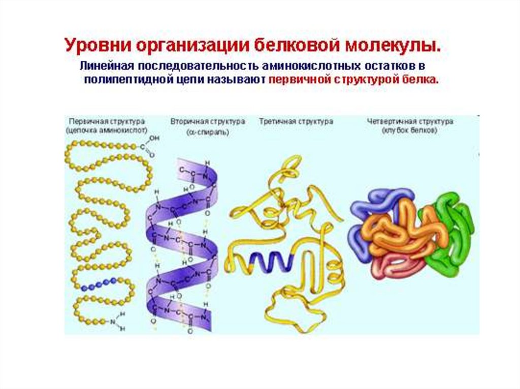 4 организации белка. Физико химические структуры белков. Физико химическое строение белка. Пространственная структура белка. Физикохимичкская структура белка.