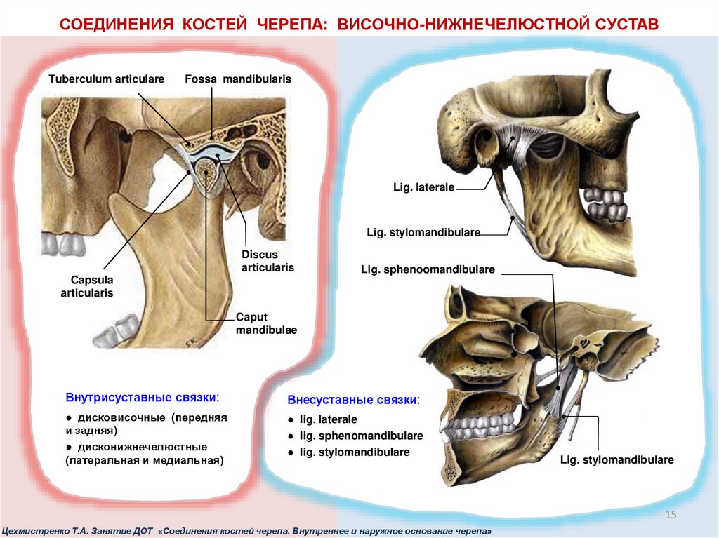 Соединение нижнечелюстной и височной кости. ВНЧС кости. Соединение костей череп швы нижнечелюстной сустав. Связки височно-нижнечелюстного сустава.