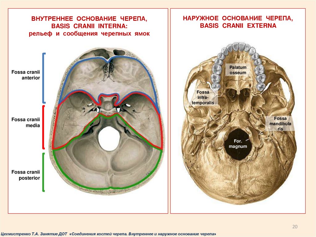 Внутреннее основание. Основание черепа (basis cranii). Черепные ямки внутреннего основания черепа. Основание черепа Черепные ямки. Основание черепа анатомия Черепные ямки.