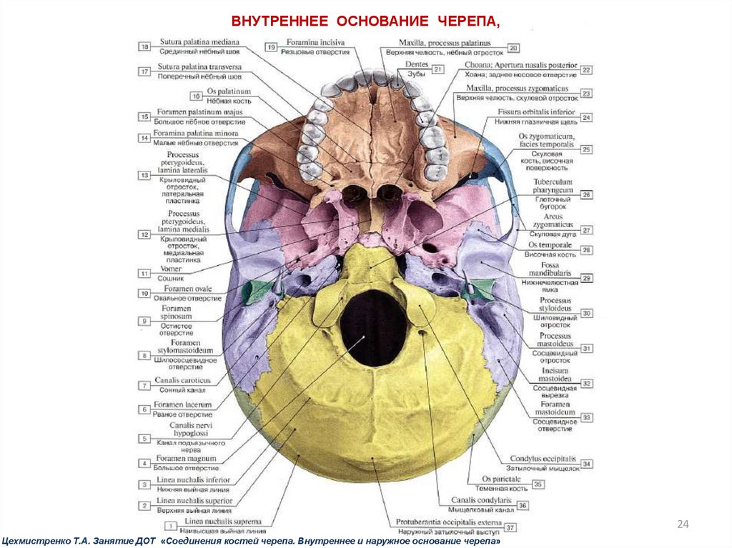 Внутренний череп. Внутреннее основание черепа с нервами. Черепно мозговые нервы отверстия в черепе. Наружное основание черепа нервы анатомия. ЧМН из черепа.