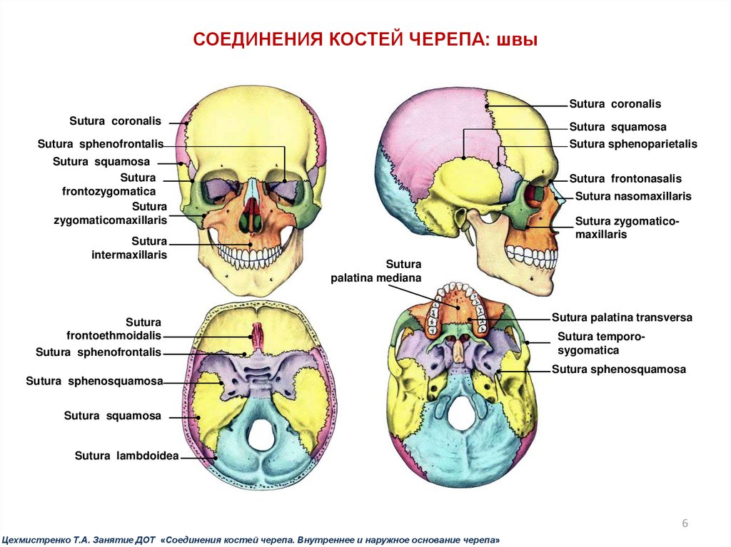 Подвижное соединение в черепе. Швы основания черепа анатомия. Соединения костей черепа анатомия швы. Соединение костей мозгового черепа. Соединение костей черепа анатомия человека.