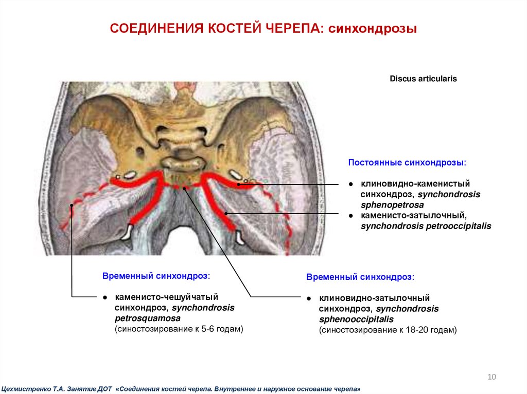 Соединения между костями черепа. Синхондрозы черепа. Соединения костей основания черепа. Соединение костей черепа синхондрозы. Временные синхондрозы черепа.