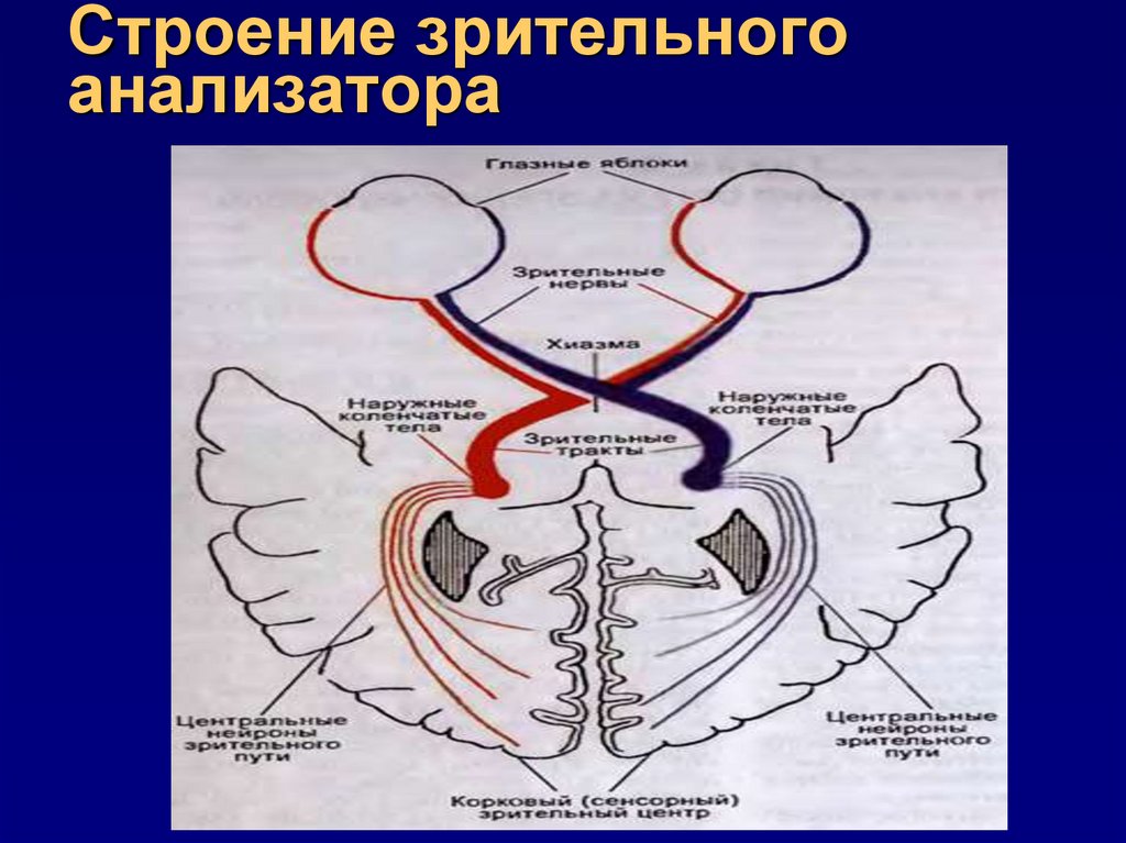 Моторные зрительные функции. Строение зрительного анализатора. Зрительные функции. Клиническая анатомия зрительного анализатора.