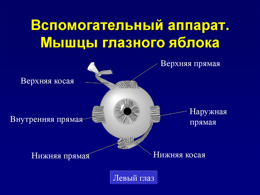 Методы исследования органа зрения презентация