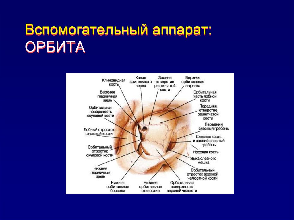 Зрительные функции