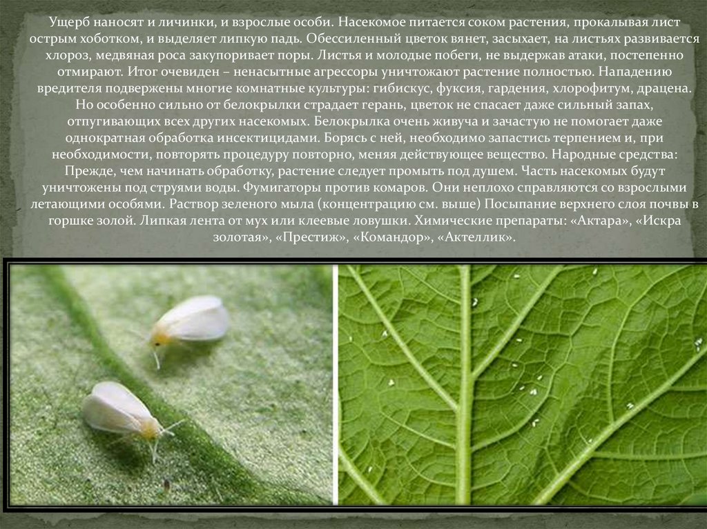 Фото вредителей комнатных растений на листьях с названиями и описанием