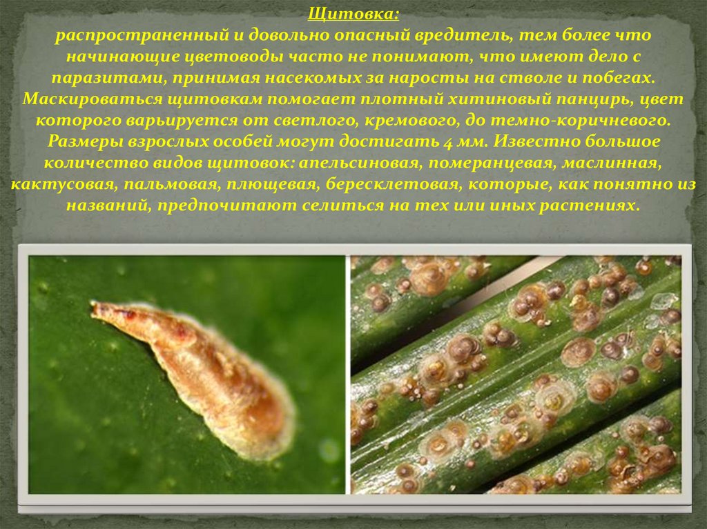 Картинки вредители растений