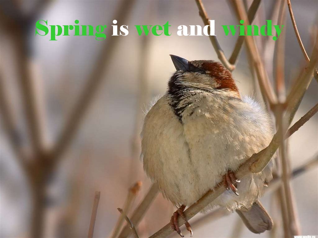 Spring is wet and windy