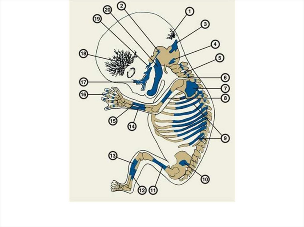 Кости новорожденного. Окостенение костей скелета. Точки окостенения плечевой кости. Первичные точки окостенения. Формирование хрящевого скелета.