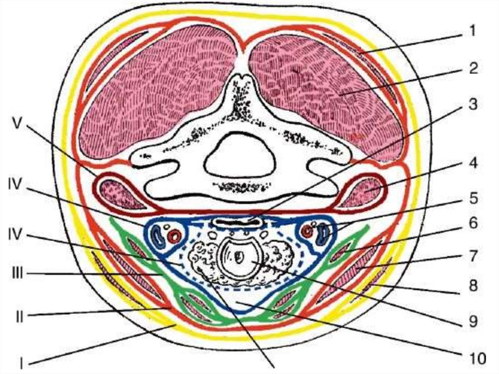 Хирургическая анатомия фасций. Фасции по Шевкуненко топографическая анатомия. Фасции шеи по Шевкуненко топографическая анатомия. Фасции шеи по Шевкуненко схема топографическая анатомия. Поперечный срез шеи фасции по Шевкуненко.