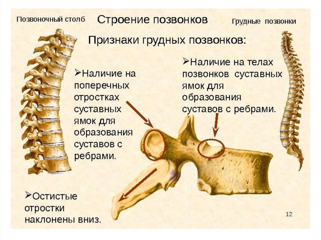 Форма тел позвонков. Строение остистого отростка позвонка. Грудной позвонок строение позвонка. Грудной отдел позвоночника (12 позвонков) (vertebrae Thoracales). Реберная ямка грудного позвонка.