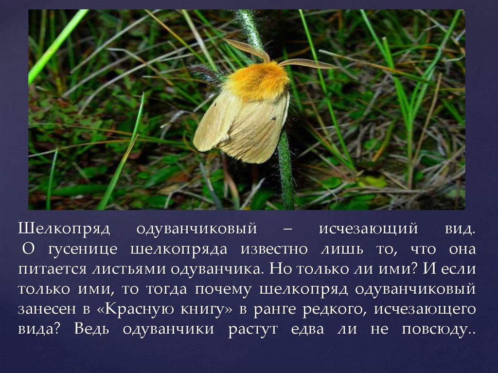 Реферат: Животный мир Донбасса