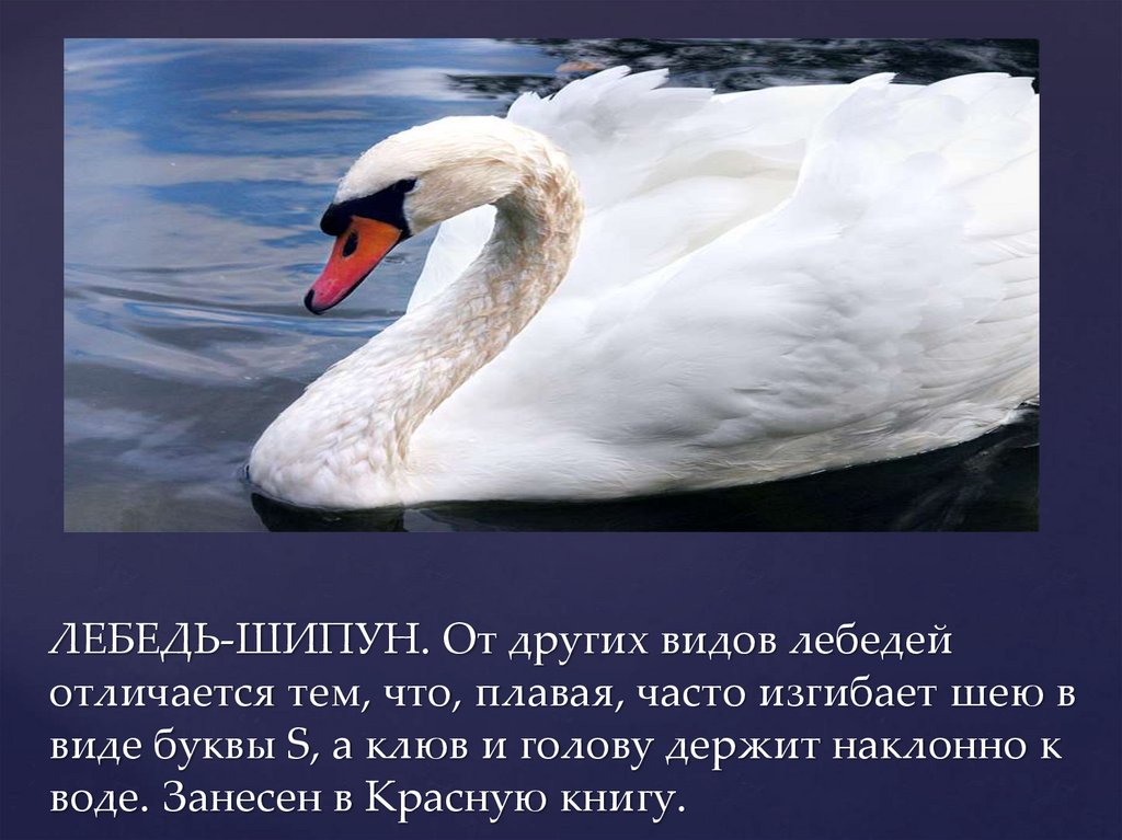 Лебедь какой прилагательные. Лебедь шипун красная книга. Лебедь шипун красная книга Ульяновской области. Лебедь шипун занесен в красную книгу. Лебедь шипун среда обитания.
