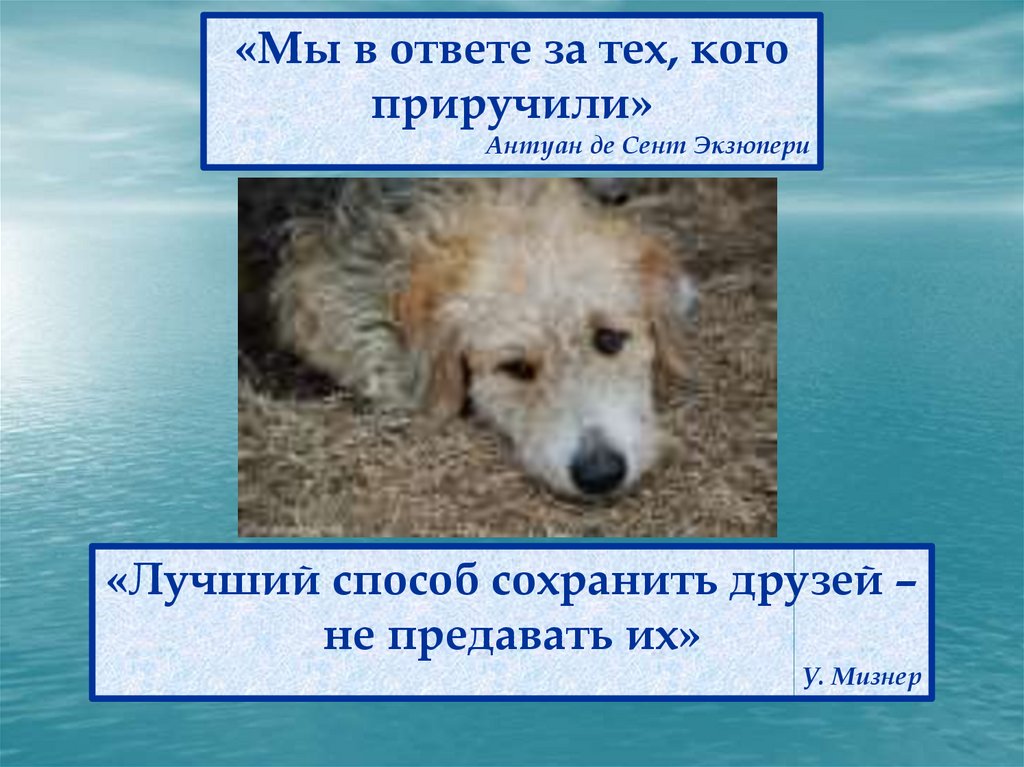 Трудный хлеб читать. Мы в ответе за тех кого. В ответе за тех кого приручили. Мы в ответе за тех кого приручили.