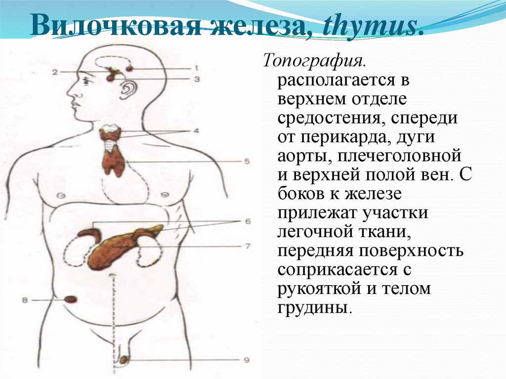 Какие железы у женщины. Вилочковая железа располагается. Расположение вилочковой железы у человека. Вилочковая железа топография.