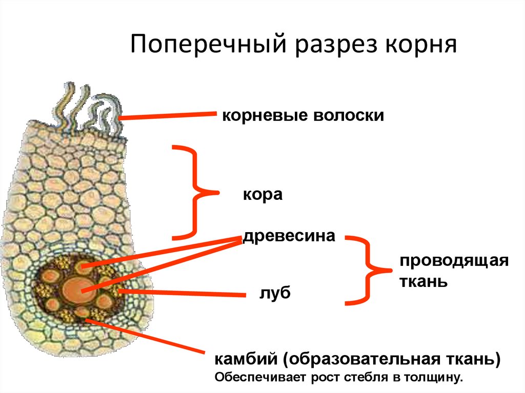 Ткань обеспечивающая рост. Поперечный разрез корня. Корень в разрезе. Поперечный разрез корня в зоне всасывания.