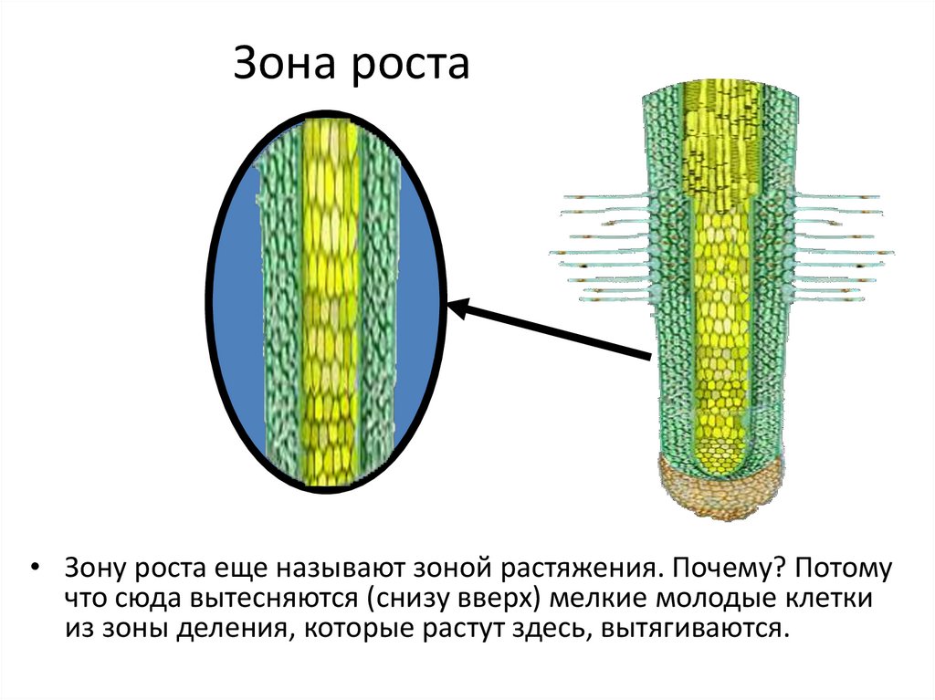 Клетки зоны деления корня. Зона роста. Зона роста клетки.