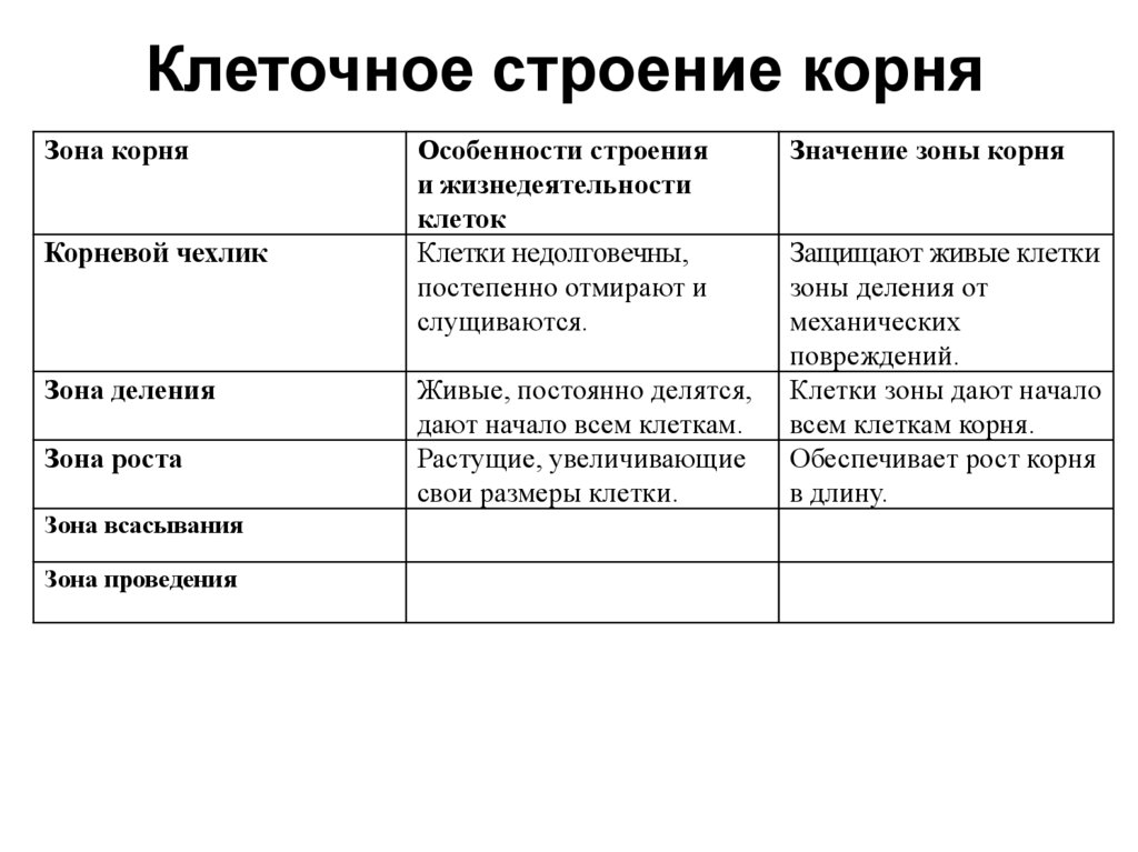 Клеточная зона. Клетки зоны всасывания корня. Особенности строения корневища. Клеточное строение корня 6 класс таблица. Клеточное строение корня таблица.