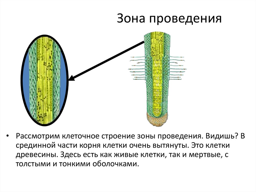 Клеточная зона. Строение зоны проведения. Зона проведения корня строение. Клетки зоны проведения. Строение клеток зоны проведения корня.