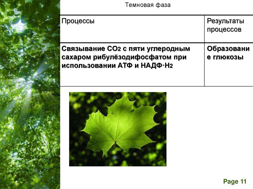 При фотосинтезе кислород образуется в результате чего. Листовая мозайка фотосинтез. Co2 фотосинтез. Связывание со2 фотосинтез. Реферат фотосинтез.