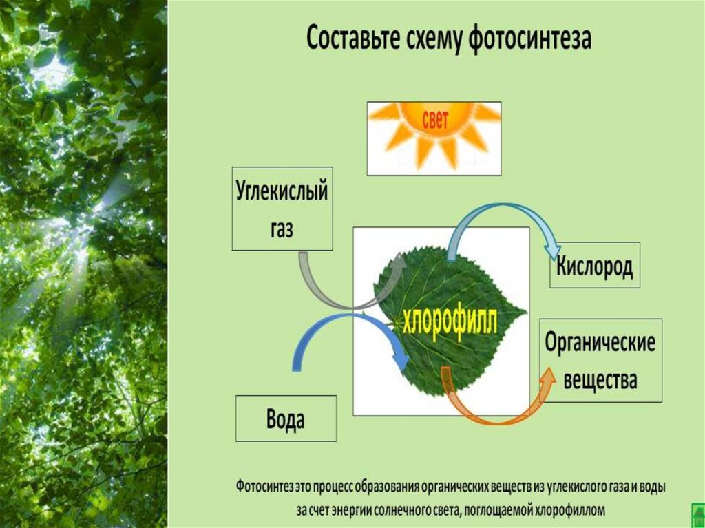 Как происходит процесс фотосинтеза. Схема фотосинтеза у растений. Схема процесса фотосинтеза. Фотосинтез хлорофилл растений. Фотосинтез по биологии.