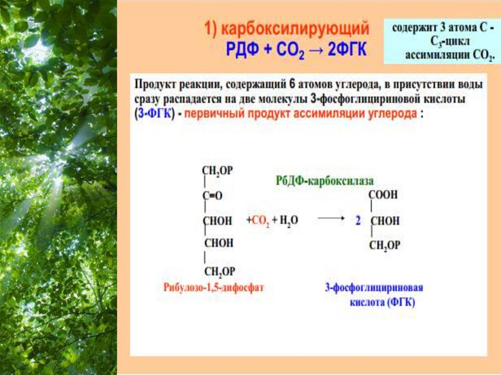 При фотосинтезе кислород образуется в результате чего. Аммоний рост аминокислота фотосинтез. Чернов и.ю. "фотосинтез / строение и уровни организации белка. Плакат".