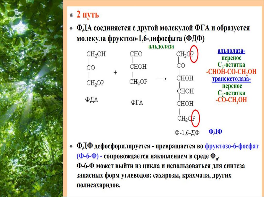 Из какого вещества образуется кислород