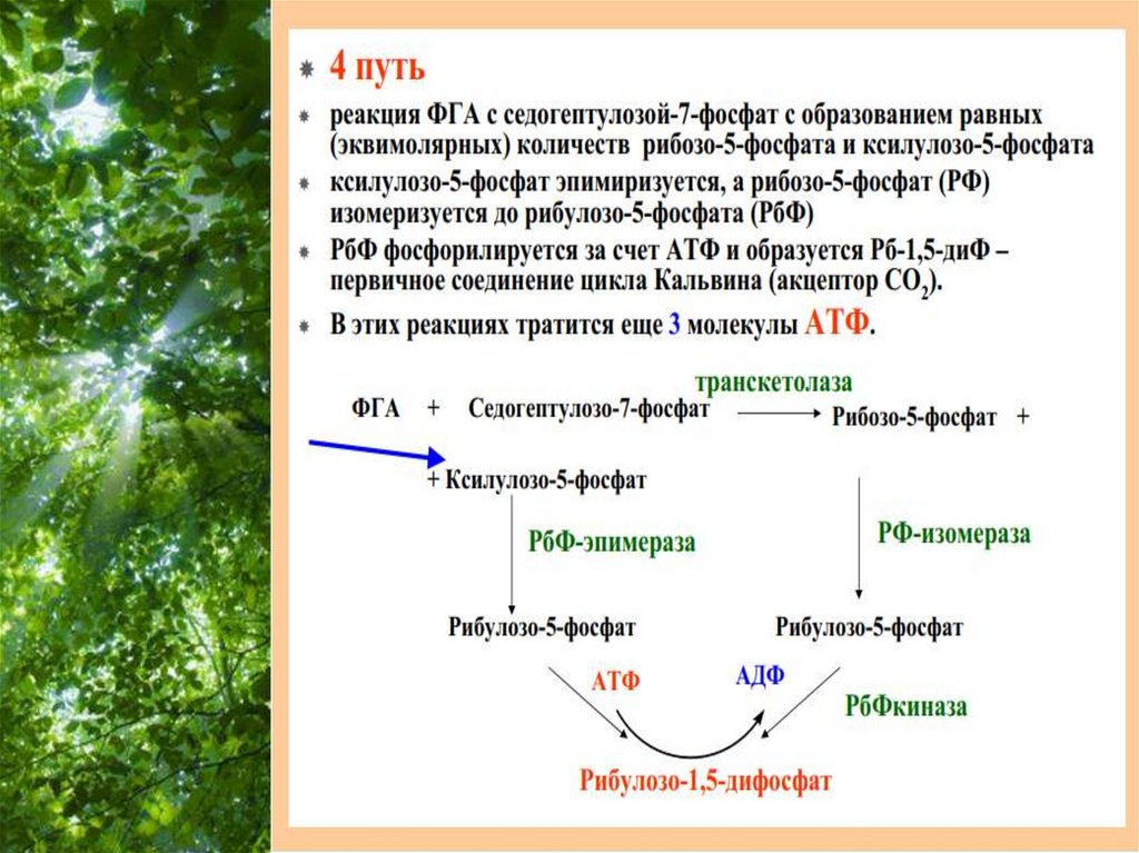 Фотосинтез протекает в 2 этапа. Общая реакция фотосинтеза. Процесс фотосинтеза формула. Формула фотосинтеза у растений. Уравнение реакции процесса фотосинтеза.